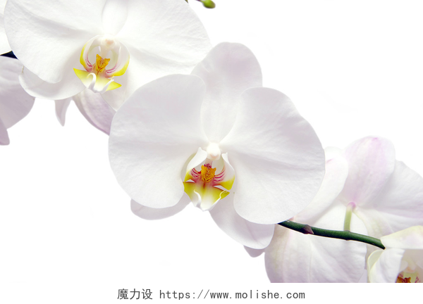 白色背景绽放的白色兰花白色兰花